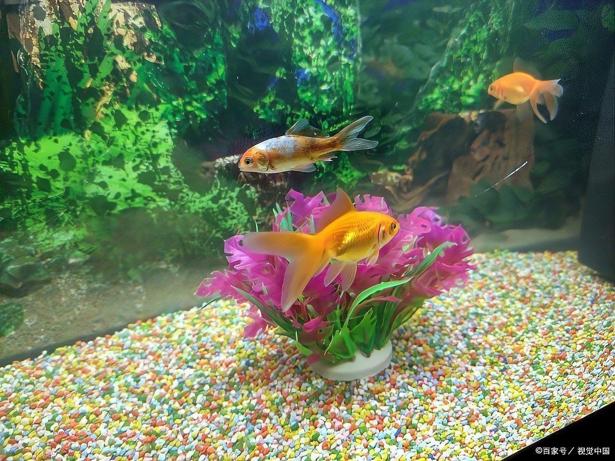 觀賞魚混養最佳搭配