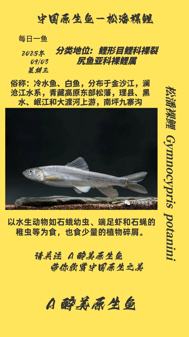 松潘裸鯉
