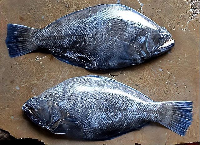 青島魚圖片大全大圖2023年最新圖片