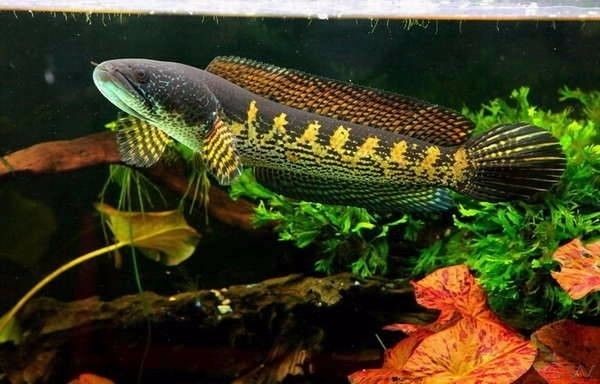 雷龍魚養什么品種：雷龍魚品種介紹