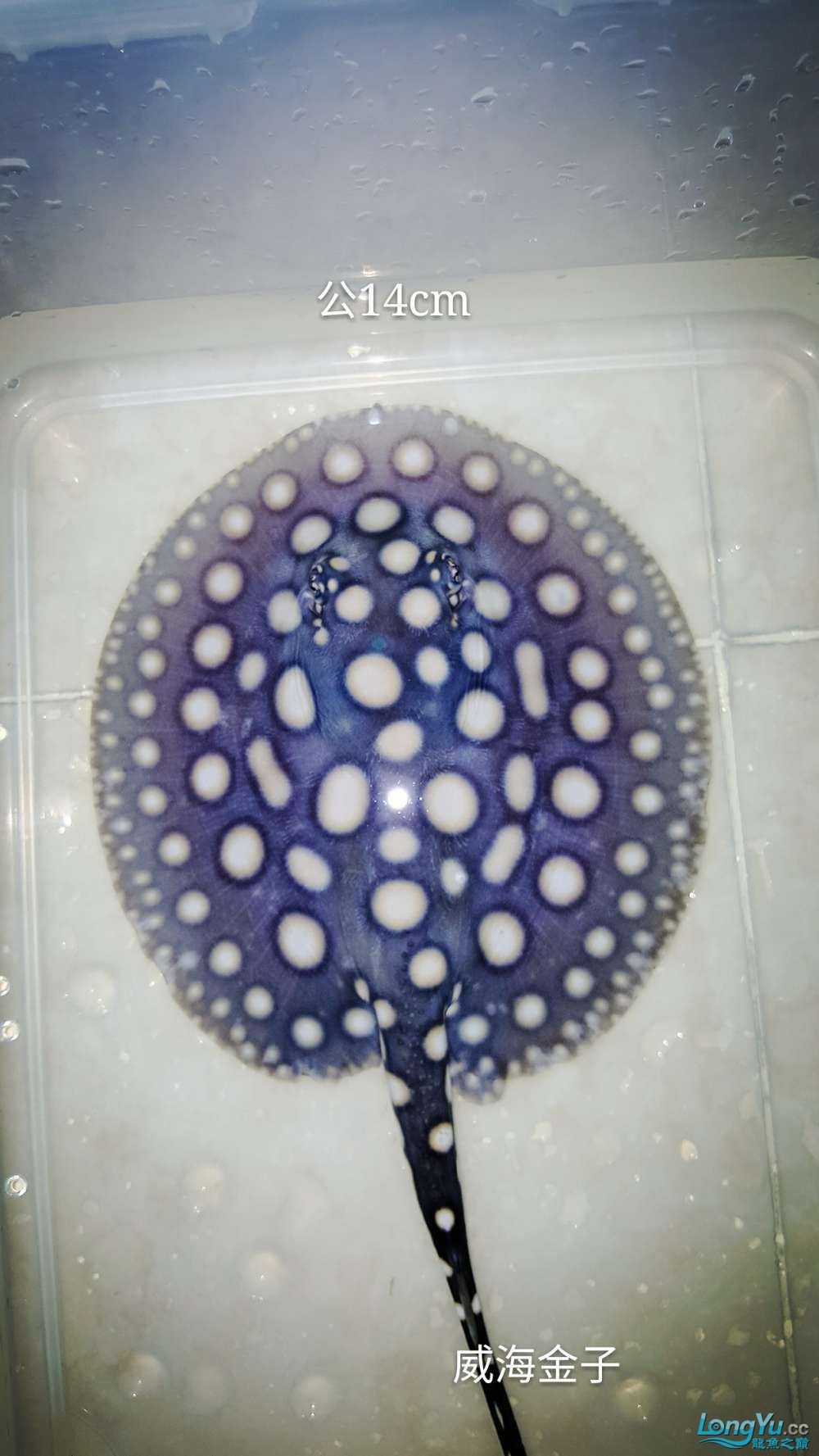 出售皇冠15cm3300和4500一對(duì)