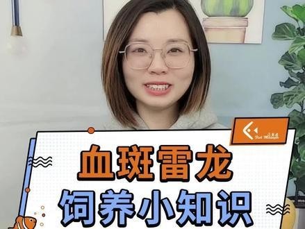 雷龍魚單養(yǎng)出狀態(tài)