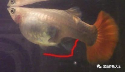 虎紋銀板魚混養的最佳方法