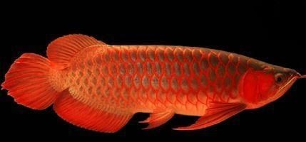 辣椒紅龍魚發色過程：辣椒紅龍魚的發色過程