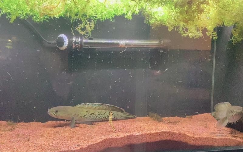 鬼王雷龍魚苗怎么選