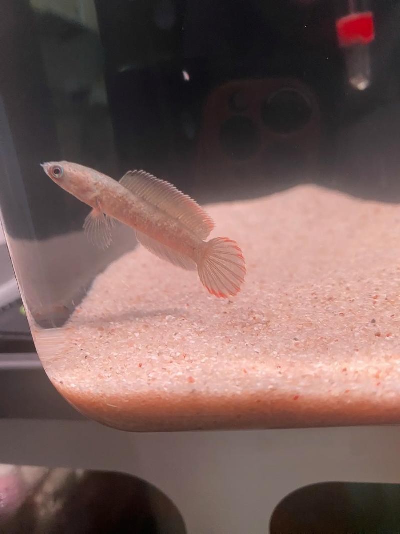 鬼王雷龍魚苗怎么選