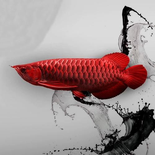 有沒有更多紅龍魚變種圖片？
