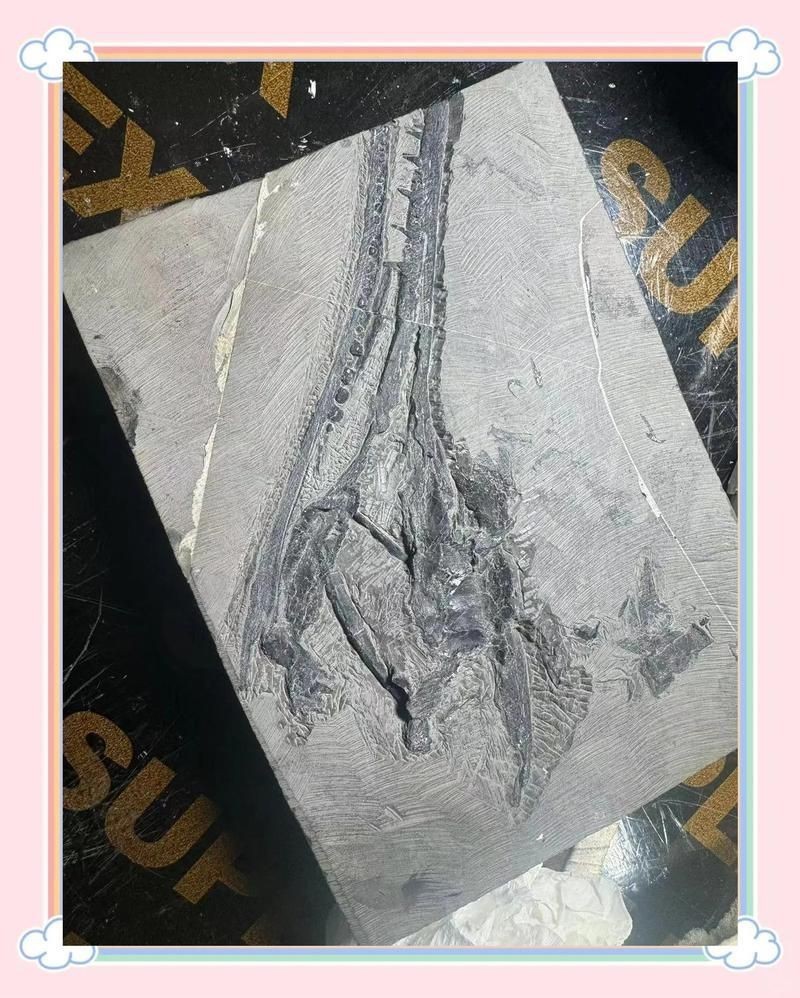 和恐龍一個時代的魚