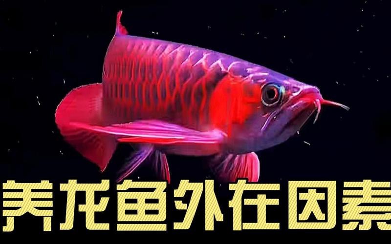 紅金龍魚大概多少錢一只圖片