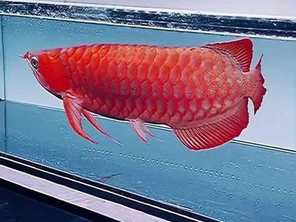 紅金龍魚大概多少錢一只圖片