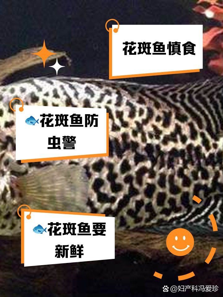 花斑魚最忌三種人不能吃