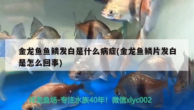 1.2米魚缸銀龍魚能長多大魚（我家的銀龍魚眼睛突出了怎么辦）