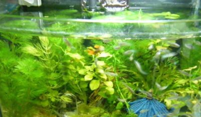 森森魚缸水泵聲音大怎么辦：森森魚缸水泵噪音大怎么辦