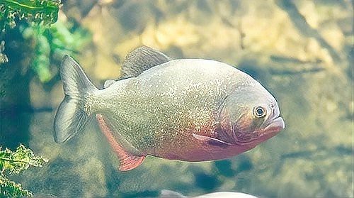 南美洲魚類的圖片大全