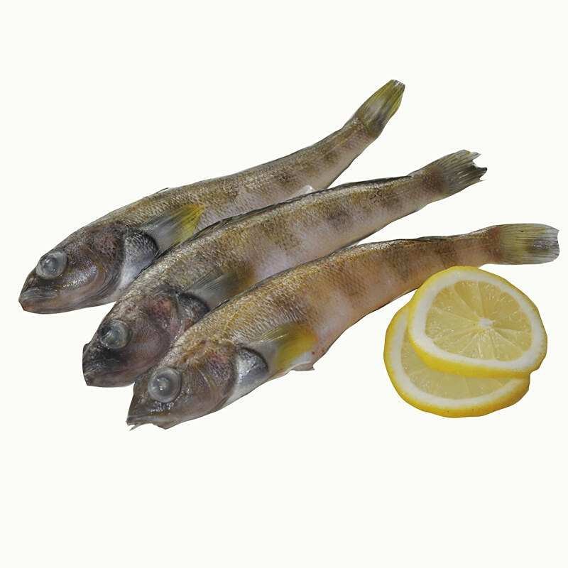 南美洲魚類的圖片大全