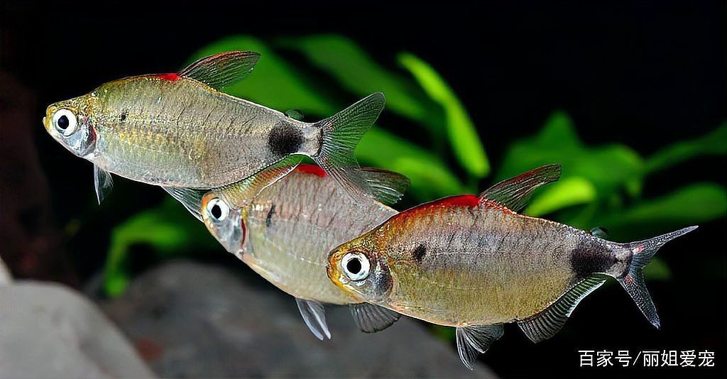 南美洲魚類的圖片大全