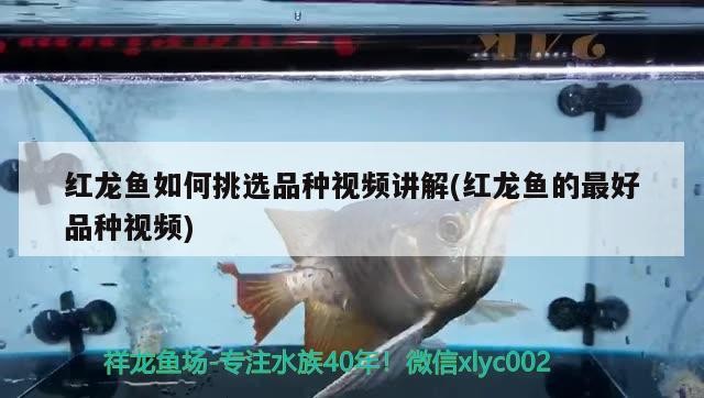 銀龍魚是淡水魚嗎：銀龍魚屬于龍魚嗎