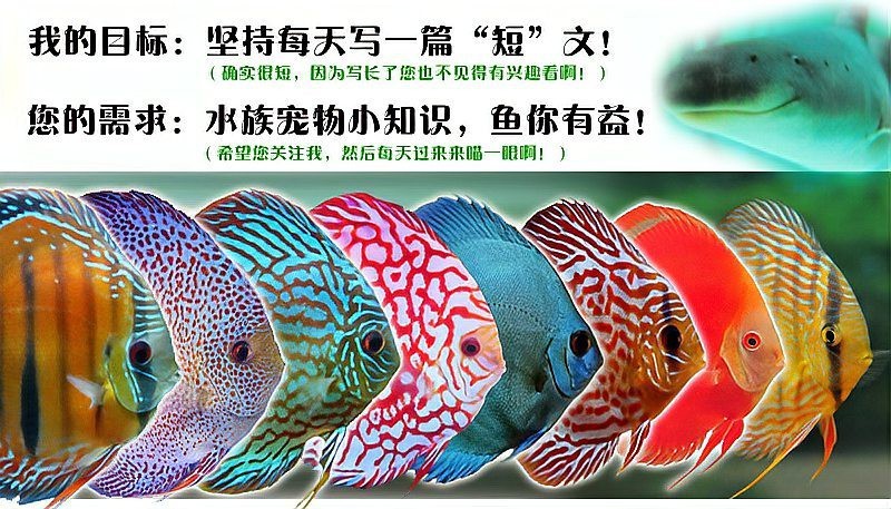 食土鯛魚品種大全 食土鯛魚品種大全 龍魚論壇 第1張