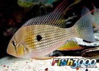 食土鯛魚品種大全 食土鯛魚品種大全 龍魚論壇 第5張