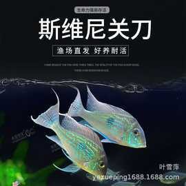 食土鯛魚品種大全 食土鯛魚品種大全 龍魚論壇 第8張