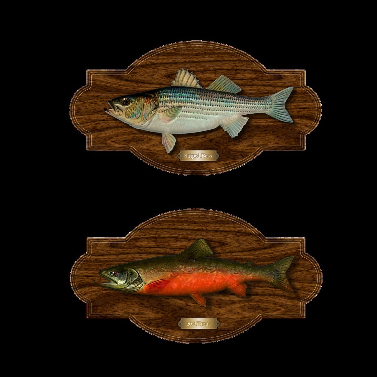 黑鱒魚圖片