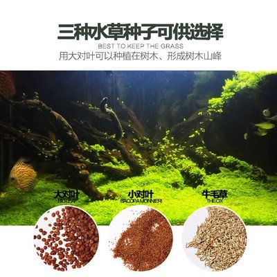 魚缸里面可以種什么樹：在魚缸內(nèi)種植樹木時(shí)，需要注意以下幾點(diǎn)