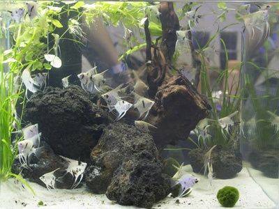 魚缸里面可以種什么樹：在魚缸內(nèi)種植樹木時(shí)，需要注意以下幾點(diǎn)