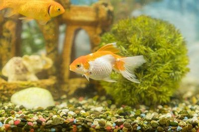 魚缸里面可以種什么樹：在魚缸內(nèi)種植樹木時(shí)，需要注意以下幾點(diǎn)