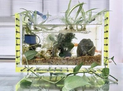 魚缸里面可以種什么樹：在魚缸內(nèi)種植樹木時(shí)，需要注意以下幾點(diǎn)