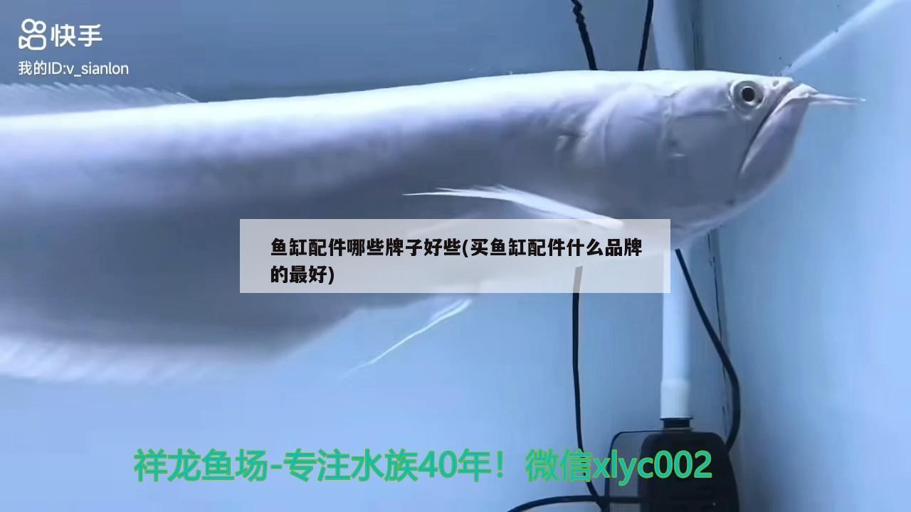 銀龍魚銀龍魚吃什么飼料最好，銀龍魚吃什么飼料最好，金龍魚銀龍魚吃什么飼料好，銀龍魚吃什么飼料最好