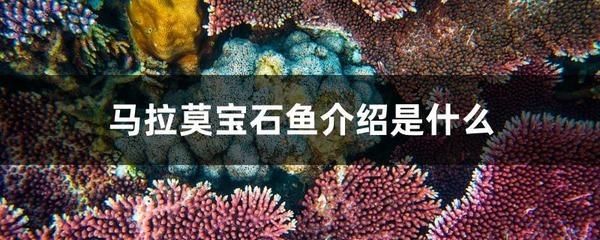 馬拉莫寶石魚混養龍魚，馬拉莫寶石魚與龍魚混養成功的案例