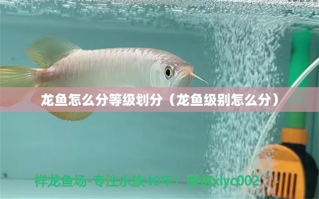 高碑店市高碑店四海水族館（高碑店四海水族電話）