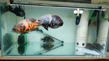 魚缸生態系統的構建了解魚缸生態系統的基本構成的基本構成：關于反氣舉魚缸效果圖的問題