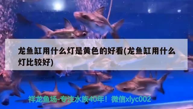 黃化銀龍魚怎么養（黃化銀龍魚怎么養才更黃）
