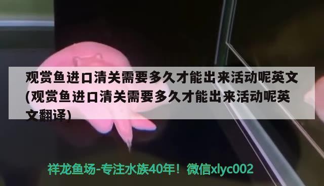 黃化銀龍魚怎么養（黃化銀龍魚怎么養才更黃）