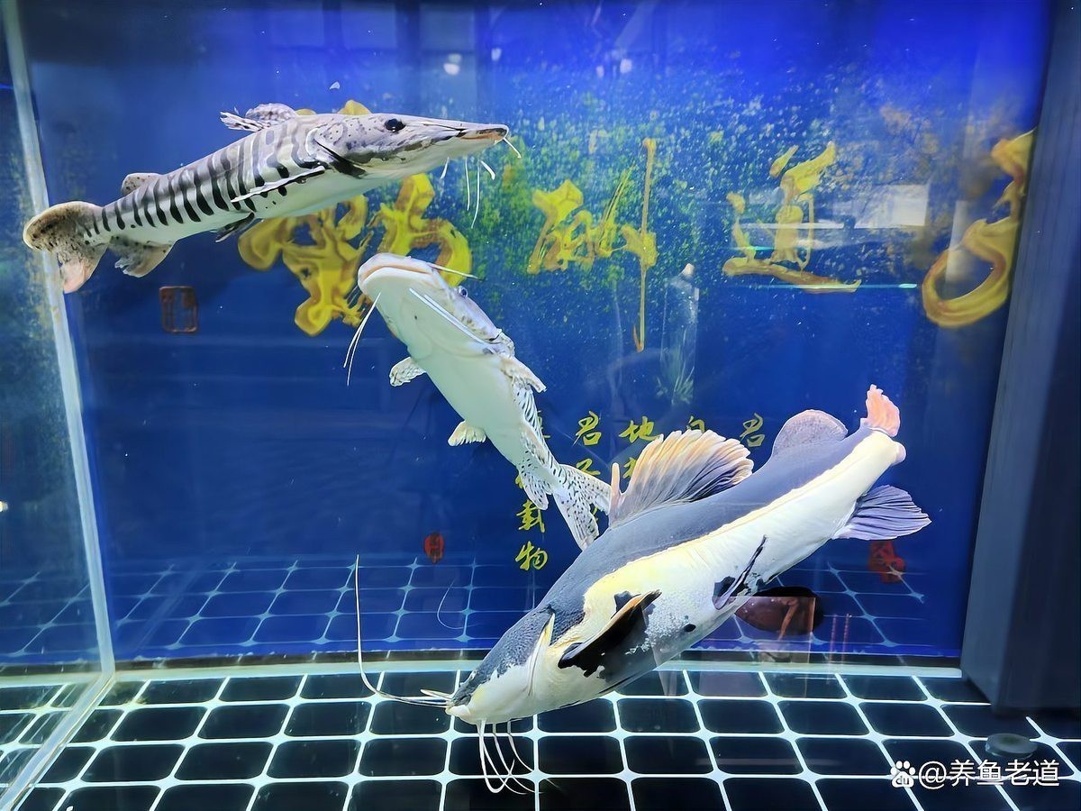 一米二魚缸9條錦鯉