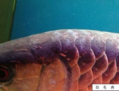 龍魚身上白毛用鹽還是黃粉：龍魚身上的白毛問題