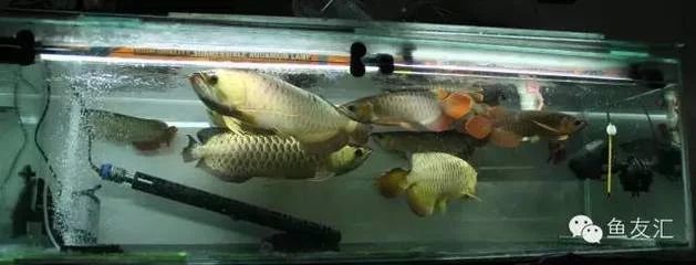 龍魚都能和什么魚混養(yǎng)，：龍魚混養(yǎng)的關(guān)鍵因素和推薦的混養(yǎng)物種和推薦的混養(yǎng)物種