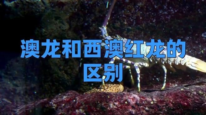 紅龍蝦和澳洲龍蝦區別