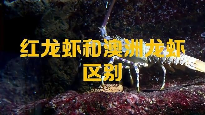 紅龍蝦和澳洲龍蝦區別