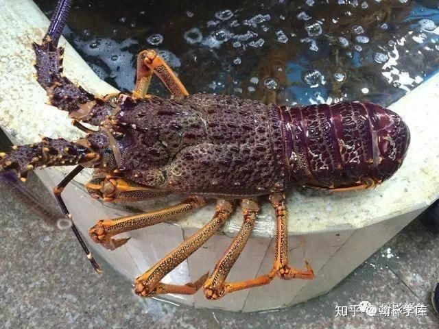 紅龍蝦和澳洲龍蝦區別