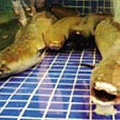淡水石頭魚又叫什么魚