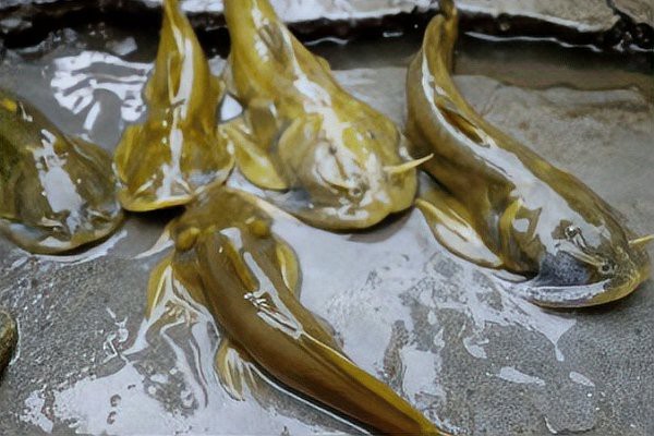 淡水石頭魚又叫什么魚