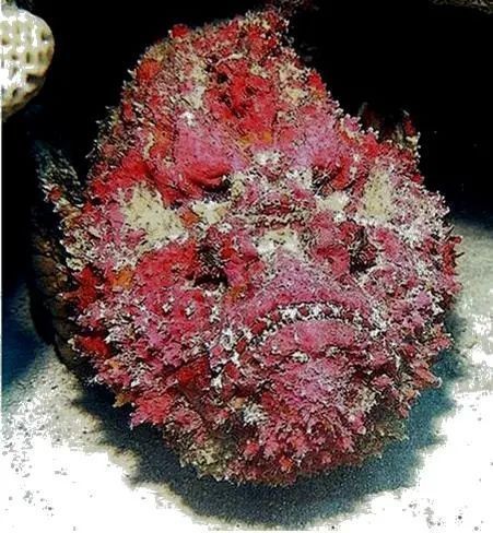 淡水石頭魚又叫什么魚
