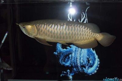 龍魚(yú)適應(yīng)環(huán)境時(shí)間：龍魚(yú)適應(yīng)新環(huán)境時(shí)間