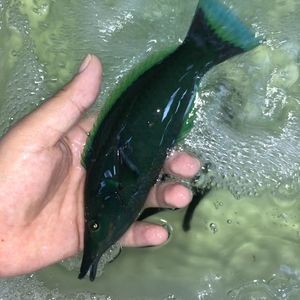 紅鴨嘴龍魚海水：“紅鴨嘴龍魚海水”的飼養需要一定的專業知識和設備