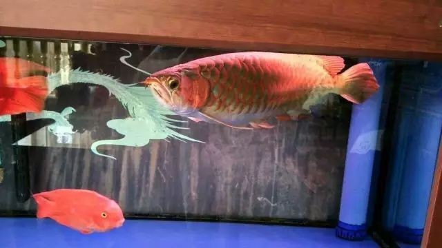 龍魚頭型怎么區分好壞（如何區分龍魚頭型與觀賞價值）