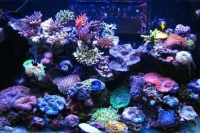 魚(yú)缸珊瑚造景圖片大全：魚(yú)缸珊瑚造景圖片大全大全