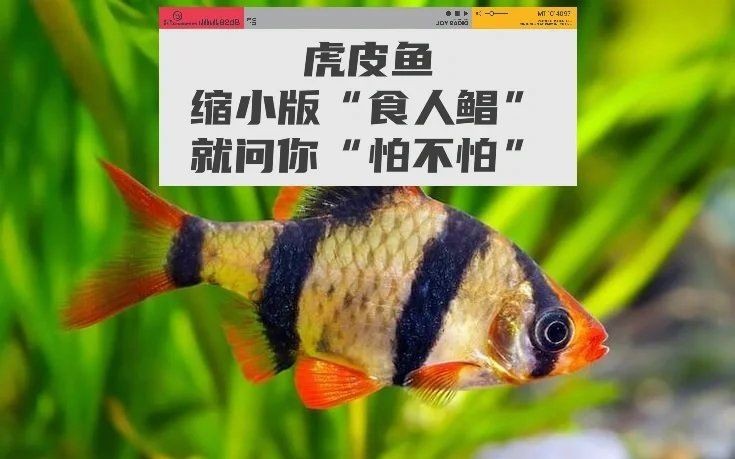 虎皮鴨嘴魚兇嗎