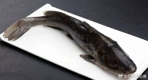 肥頭魚是江團嗎